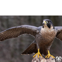 گونه بحری Peregrine Falcon